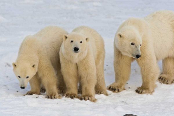Canada, Hudson Bay Polar bear mother with cubs